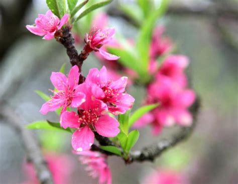 仙桃樹開花